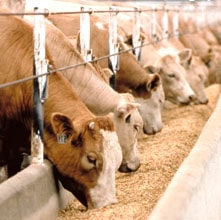 Qishloq xo'jaligi hayvonlari uchun oxurlar