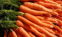 Морковное пюре (концентрат), 220 кг