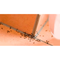 Дезинфекция от муравьев