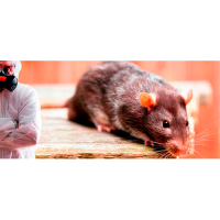 Дератизация от мышей и крыс