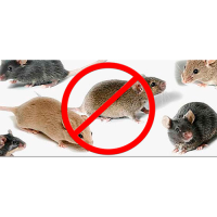 Дератизация от мышей и крыс