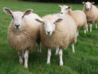 Премикс Ecovit для шерстяных пород овец 25кг