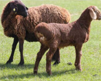 Премикс Ecovit для мясных пород овец 25 кг