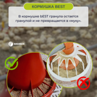 Автоматические кормушки для кур-несушек