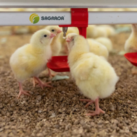 Линии поения для бройлеров-SAGRADA