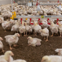 Линии поения для бройлеров